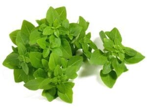 Greek Basil Herb Isolated