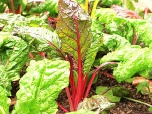 Chard Silverbeet Pink Stem | Buy Seeds