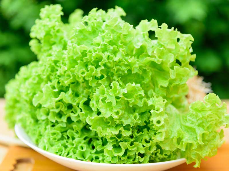 Lettuce Coral Green Plate