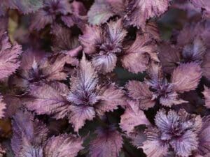 Red Shiso Closeup