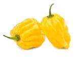 Chilli Habanero Yellow | Vegetable Seeds