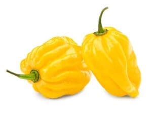 Chilli Habanero Yellow | Vegetable Seeds