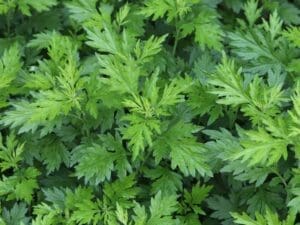 Mugwort