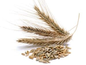 Rye Grain