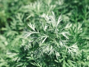Wormwood Herb | Seedmart Australia