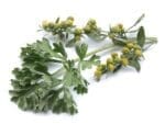 Wormwood Herb Seeds | Seedmart Australia | Isolated