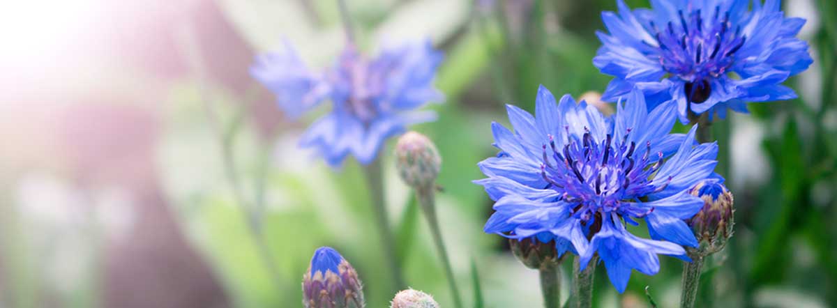 Cornflower Blog Header Image | Seedmart Australia