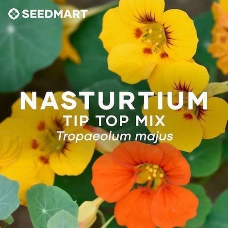 Nasturtium flower closeup | Seedmart Australia