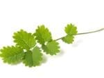 Salad Burnet Isolated | Seedmart Australia