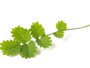 Salad Burnet Isolated | Seedmart Australia