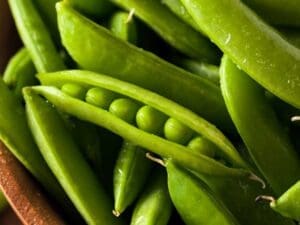 Sugar Bon Sugarsnap Peas