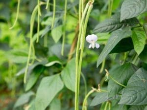 cowpea-nitrogen-fix-mix-green-manure-seedmart-australia