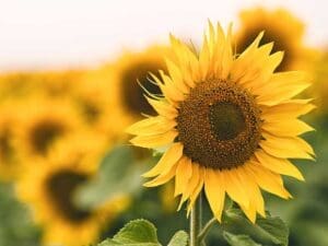 Sunflower Seeds | Seedmart Australia