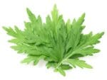 Mugwort Herb Seeds | Isolated