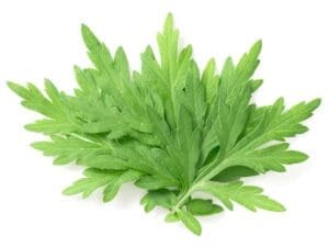 Mugwort Herb Seeds | Isolated