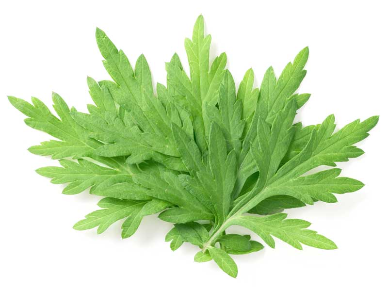 Mugwort Herb Seeds | Isolated