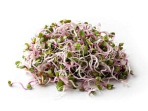 Radish Pink Sprouts | Isolated | Seedmart