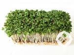 Broccoli Waltham Microgreen Seeds | Seedmart Australia