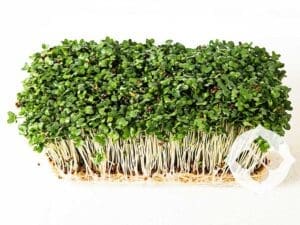 Broccoli Waltham Microgreen Seeds | Seedmart Australia