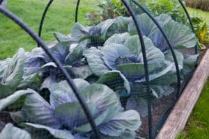 Cabbages in Garden Bed with Netting