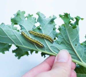 Caterpillars on Leaf