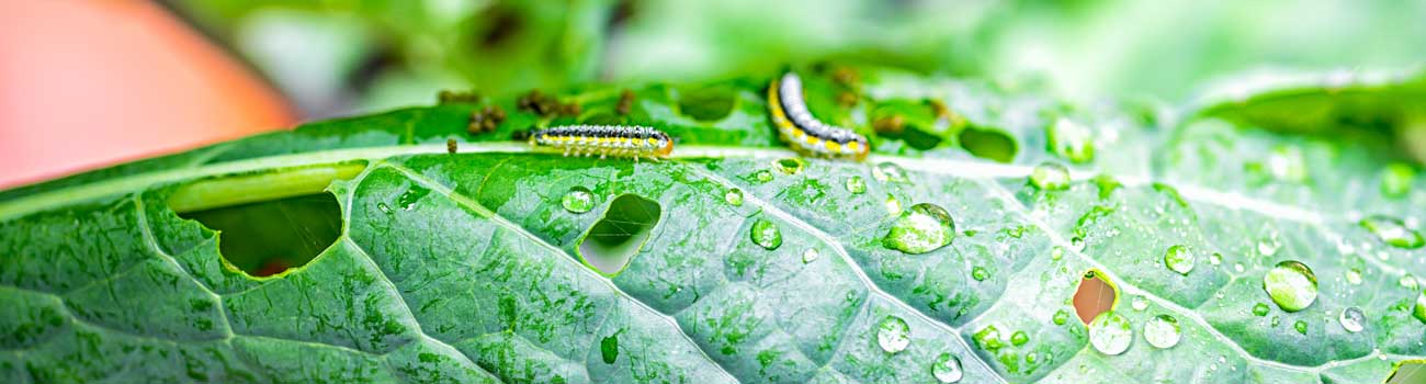 Caterpillar eating a leaf