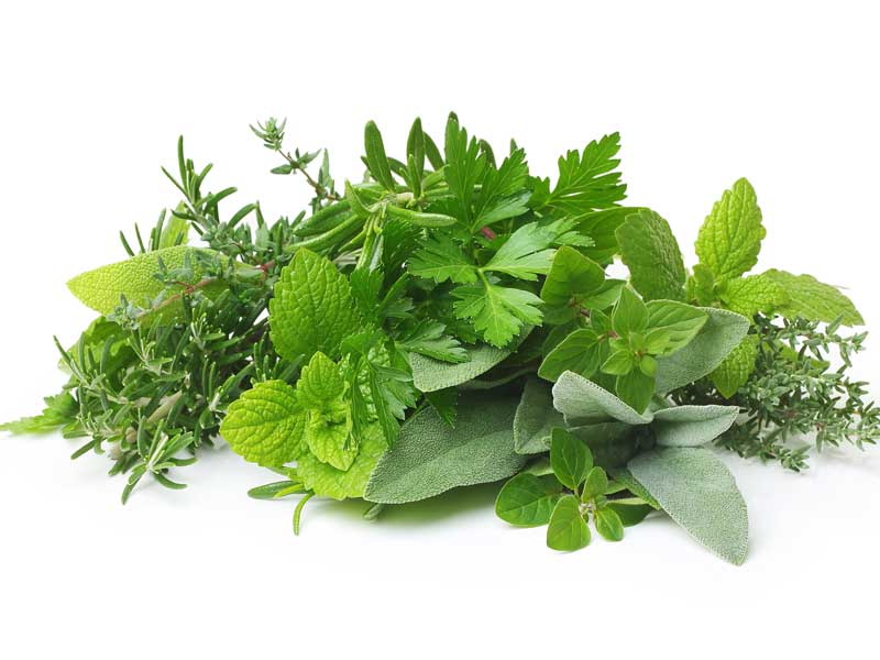 Herb Seed Collection Seedmart Pack 5