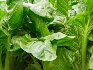 Swiss Chard Perpetual | Seedmart Australia