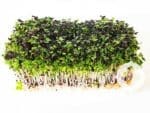 Spicy Mix Microgreens | Living Punnet | Seedmart Australia