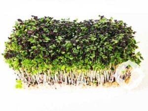 Spicy Mix Microgreens | Living Punnet | Seedmart Australia