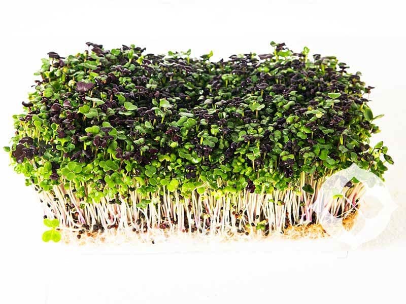 Spicy Mix Microgreens | Living Punnet | Seedmart Australia