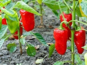 Capsicum Perennial | Seedmart Australia