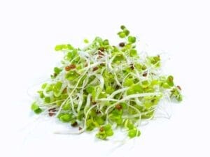 Radish Daikon Sprouting Isolated