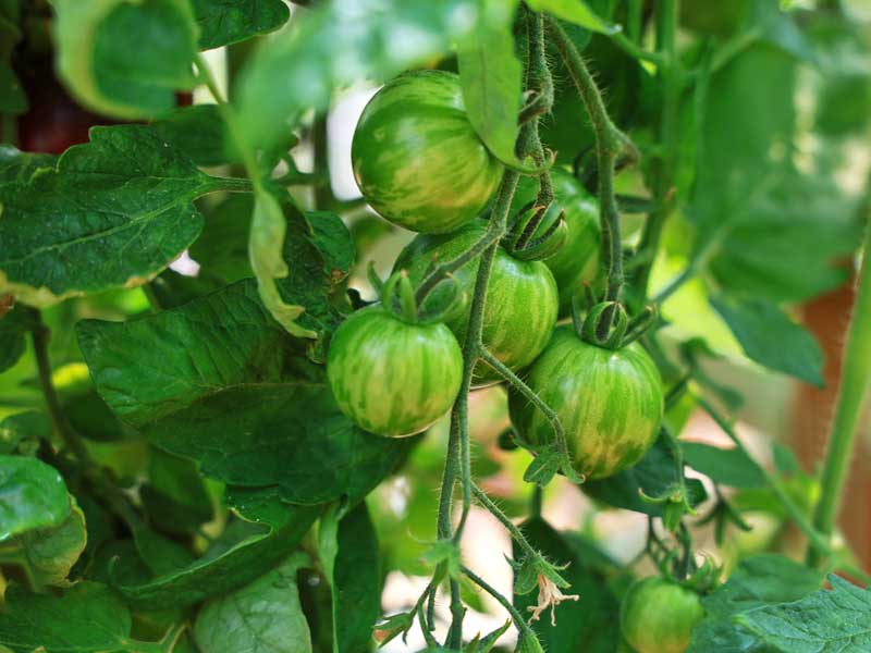 Tomato Green Zebra | Seedmart Australia