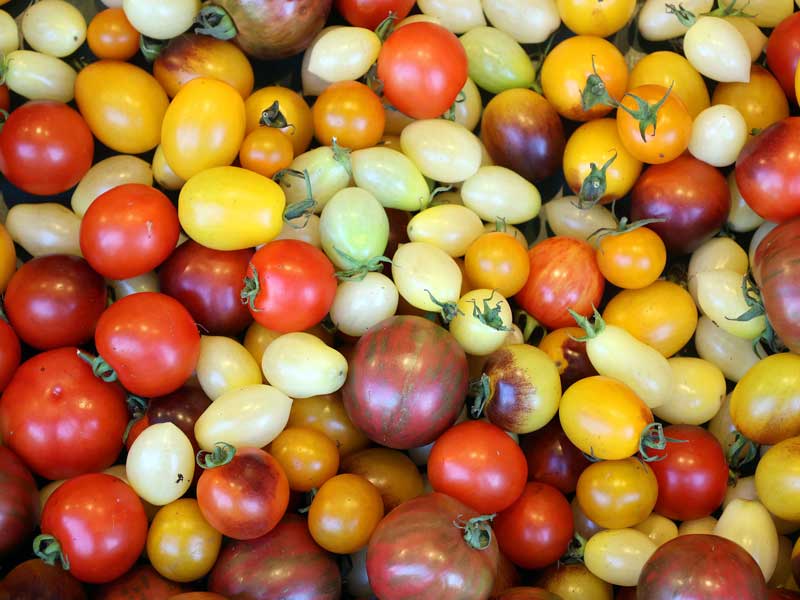 tomato rainbow cherry mix