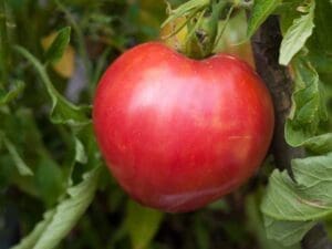 Tomato Oxheart Red Heirloom Variety
