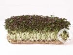 Red Mustard Microgreens | Seedmart