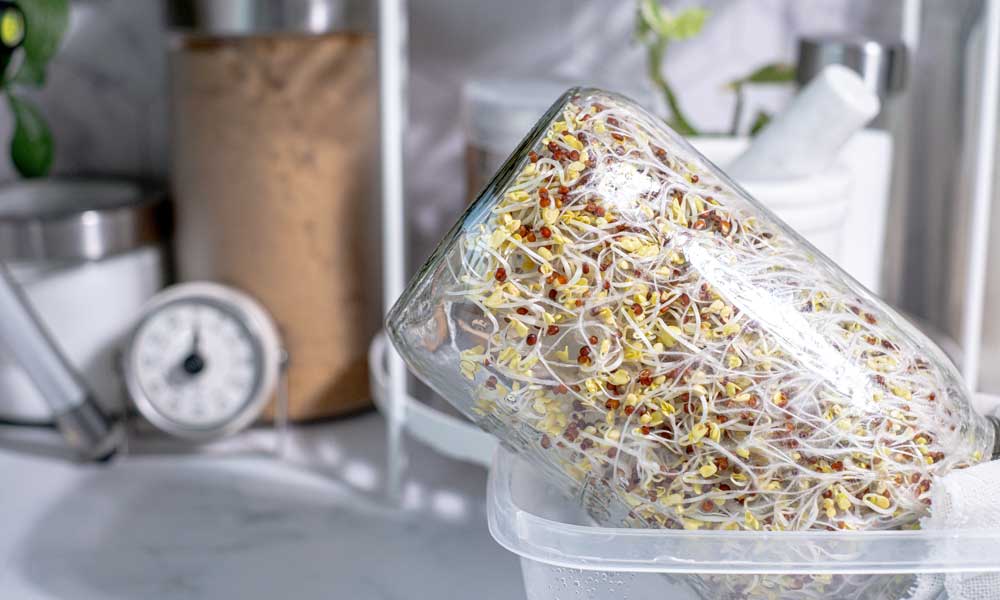 Alfalfa Sprouts Jar | Grow Sprouts | Seedmart Australia