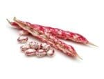 Bean Bush Red Rooster Borlotti | Vegetable Seeds