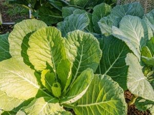 Collards Georgia Southern | Seedmart Australia