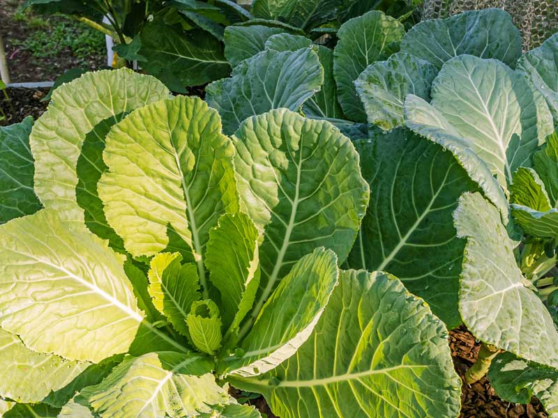 Collards Georgia Southern | Seedmart Australia