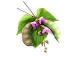 Lablab Purple Isolated | Seedmart Australia