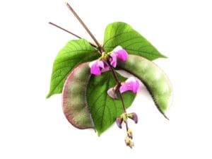 Lablab Purple Isolated | Seedmart Australia