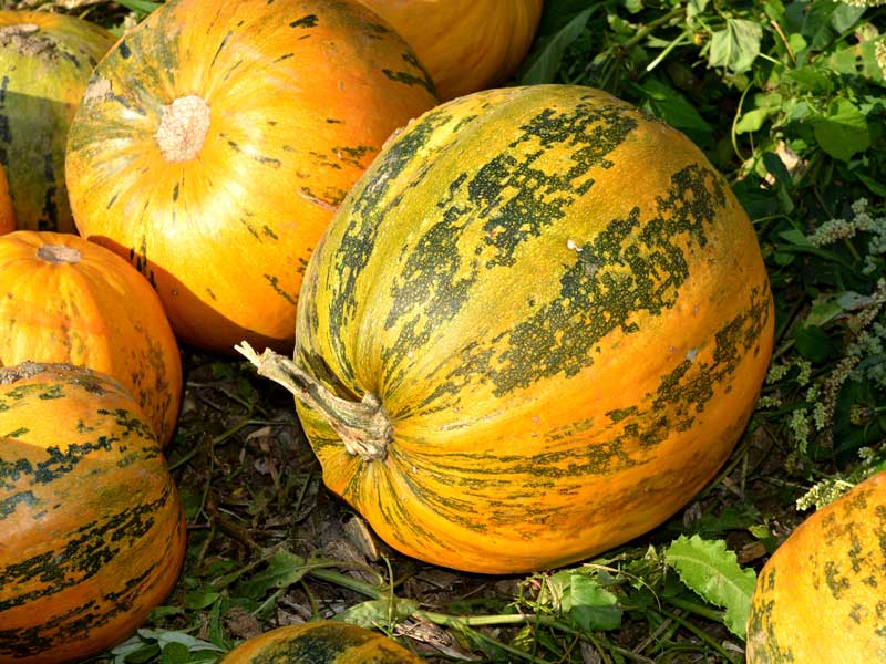 Pumpkin Styrian Heirloom Vegetable Seeds | Seedmart Australia