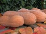 Pumpkin Violin Heirloom Seeds | Seedmart Australia Pumpkin Violin Heirloom Seeds | Seedmart Australia