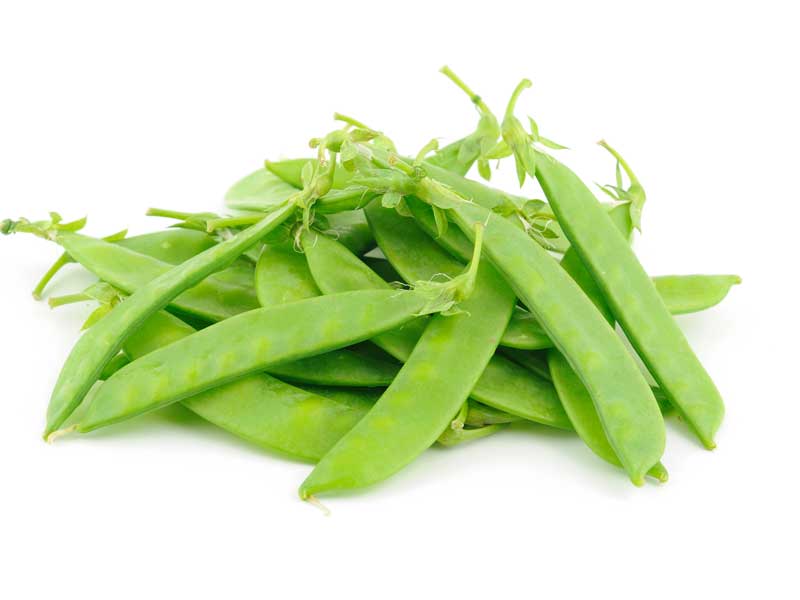 snowpea_oregon_giant_vegetable_isolated