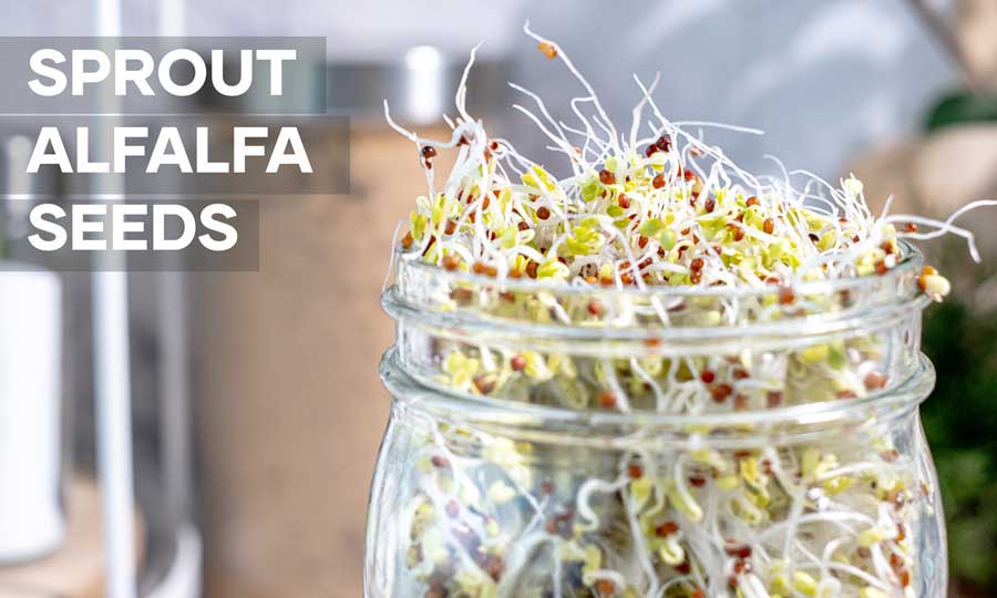 Sprout Alfalfa Seeds Method | Header | Seedmart Australia