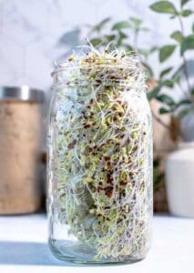 Sprouting Jar filled with Sprouts | Seedmart Australia