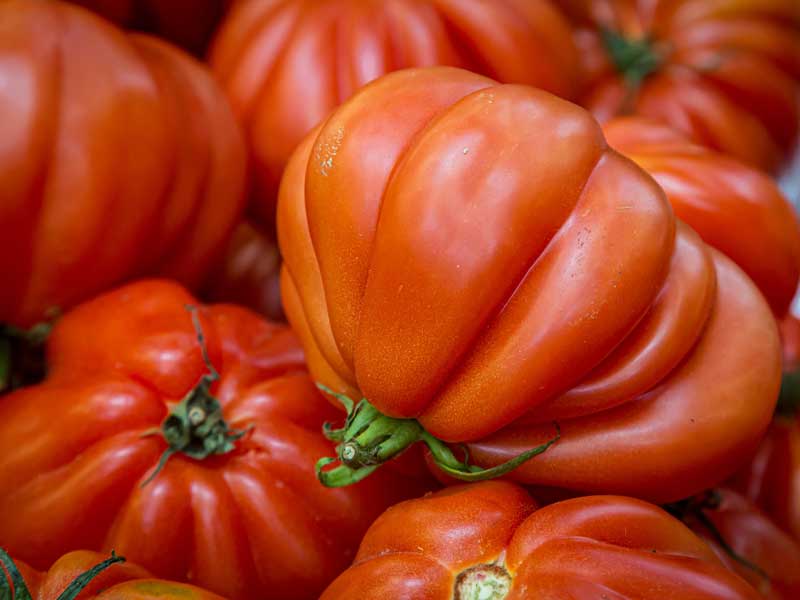 Tomato Costoluno Florentino | Heirloom Variety | Seedmart