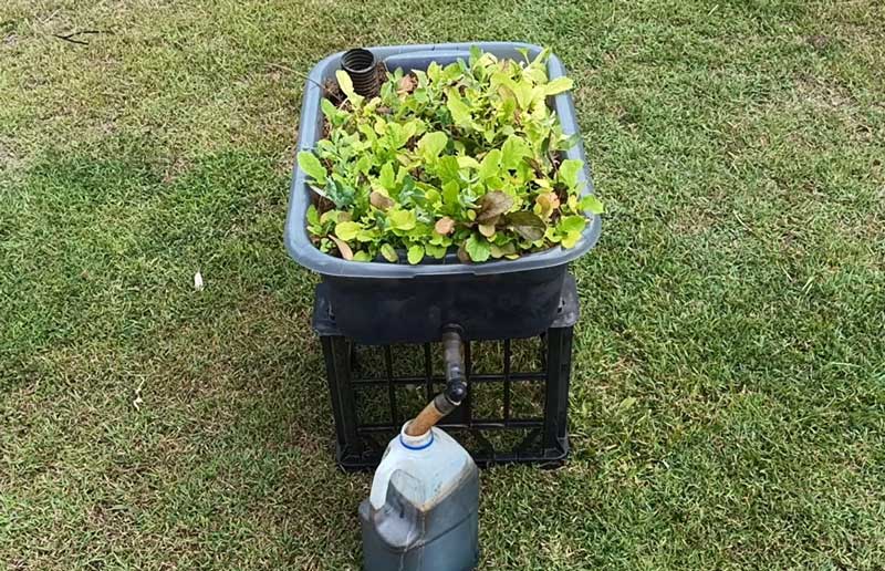 Wicking Beds | Gbiota